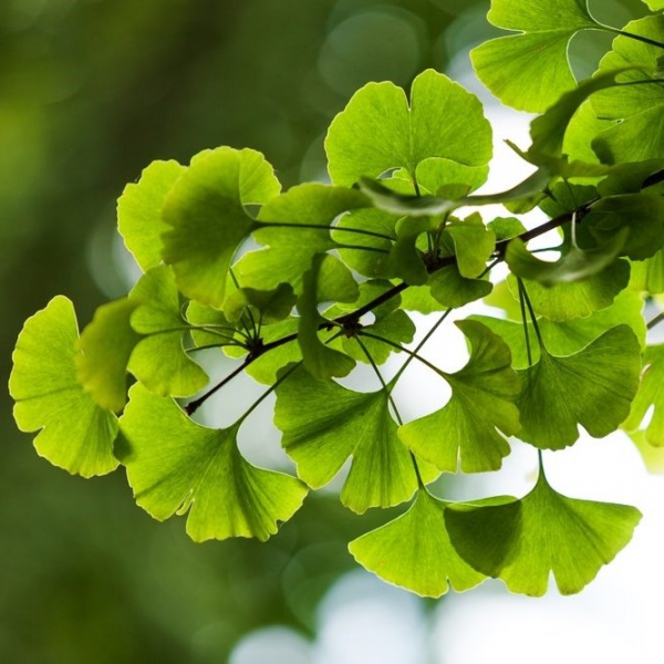 Ginkgo